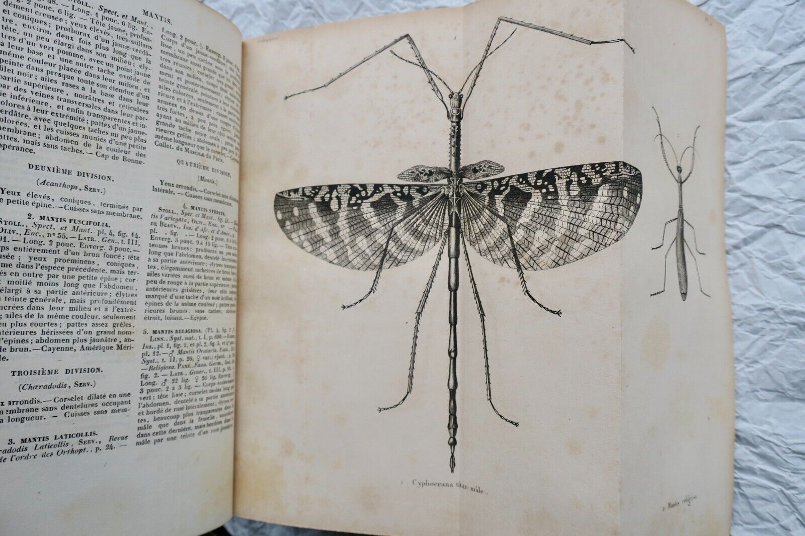 insecte Entomologie Histoire naturelle des insectes coléoptères.. 1840